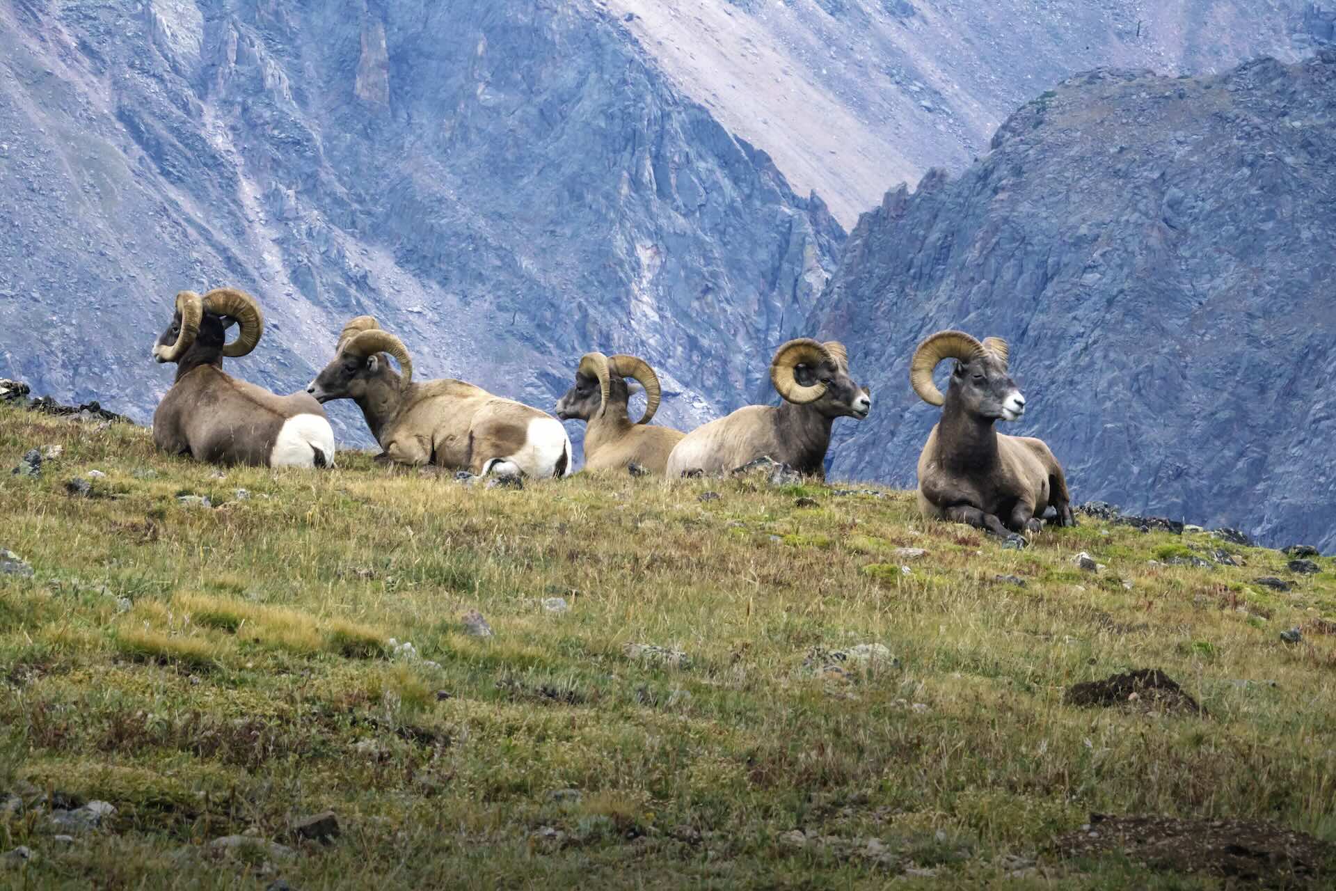 Bighorn sheep resting in a mountainous landscape at Rocky Mountain National Park